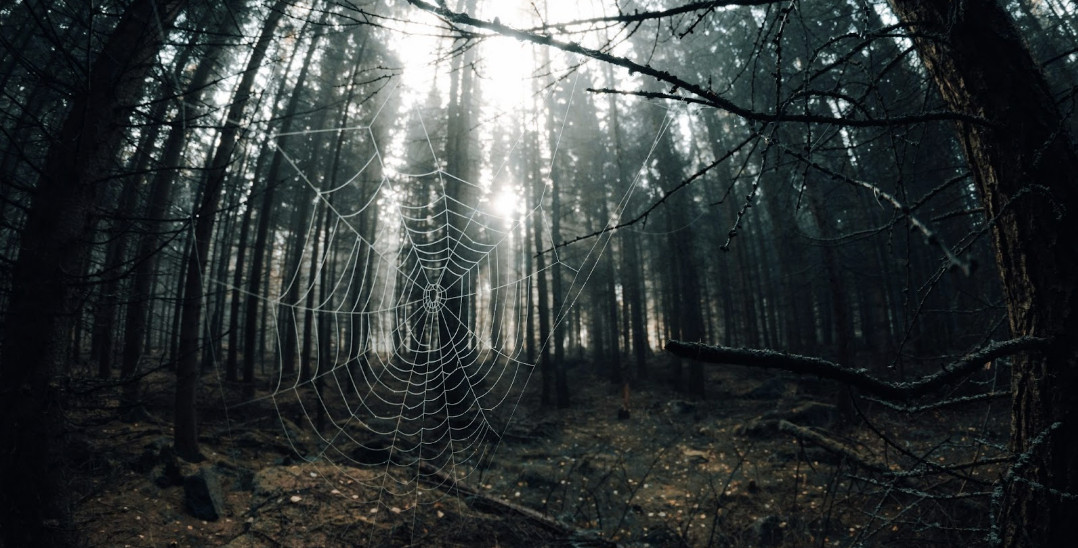Rusty Web The cosy web: Woods, webs, and why our online lives are changing ...